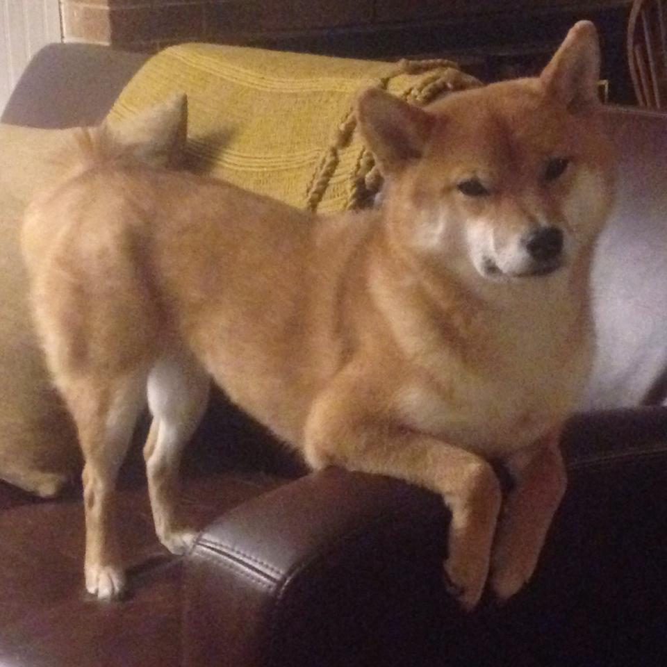 以统治力定义未来,文班亚马单核凿穿国王,灰熊展现窒息式团队压制