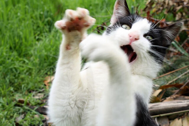 法比尼奥的进球公式,如何用数学破解德甲争冠战之夜