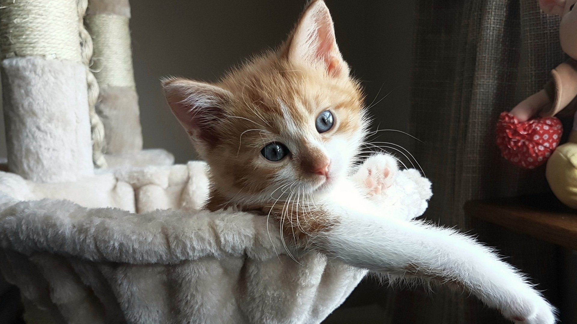 跨界王者，当库里用篮球智慧终结英超，广东精神如何为他加冕？