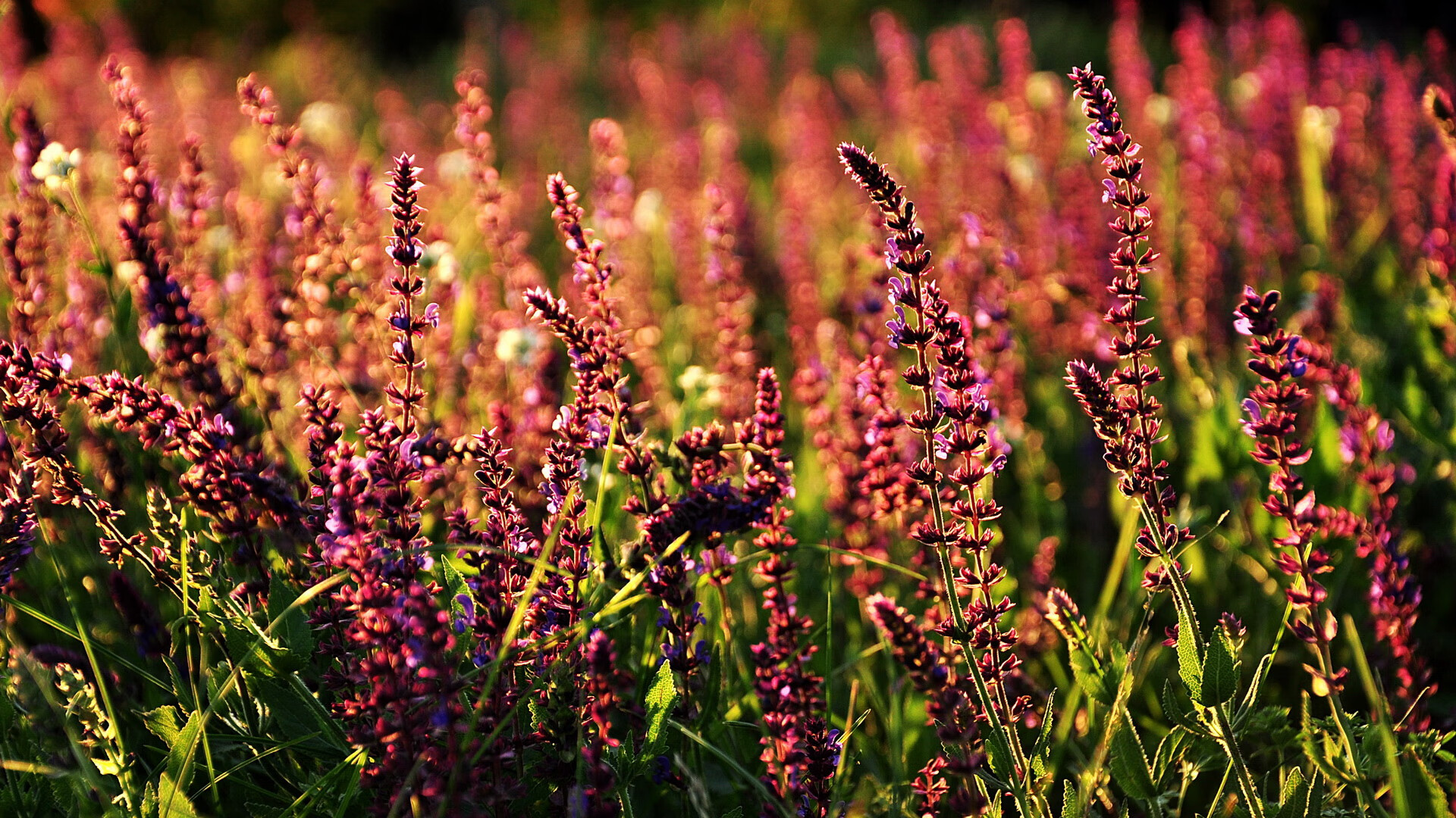 时空交错的掌控者，当利拉德划破两个赛场