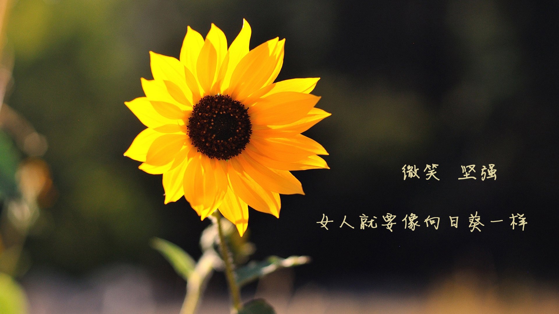 德容的独舞与高卢雄鸡的绝唱，2026世界杯H组，一场关于唯一的逆天改命